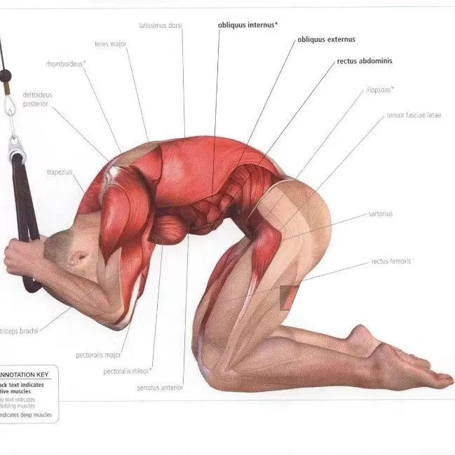 Triceps & Back Rope Attachment – Push & Pull Exercises